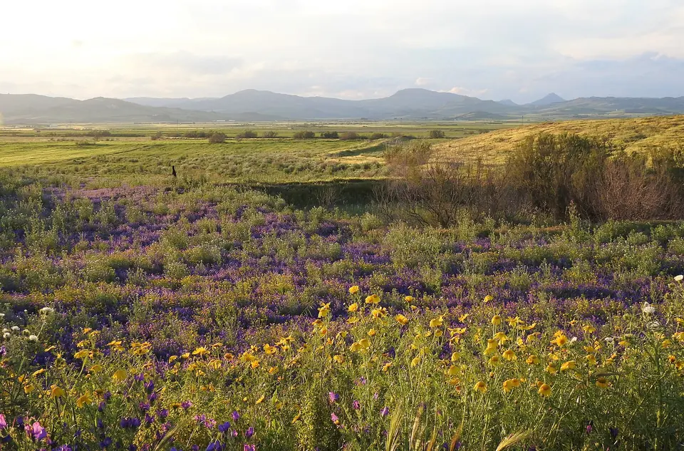 Lila och gula vårblommor i Geloi Wetlands öppna landskap med berg i bakgrunden