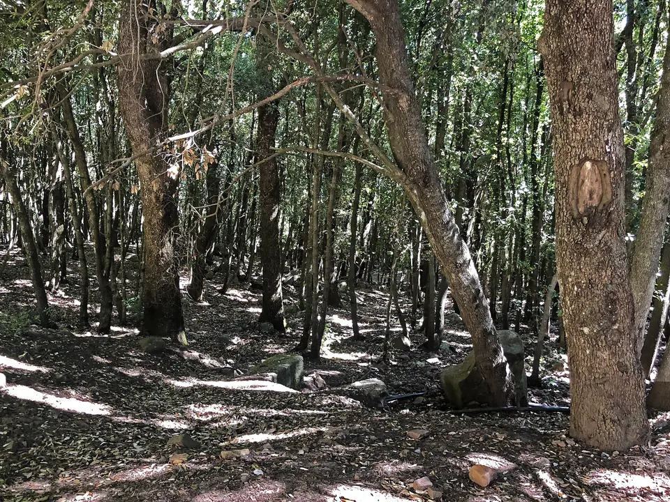 Skog längs Sentiero degli Agrifogli i Madonie