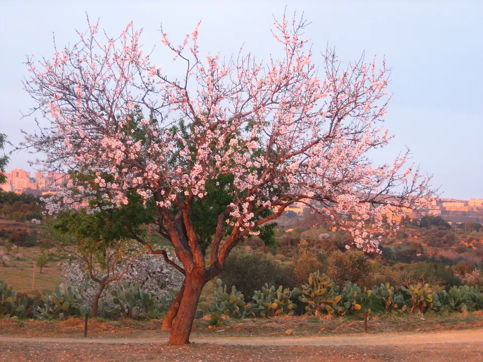 Ett blommande mandelträd i trakten kring Agrigento.