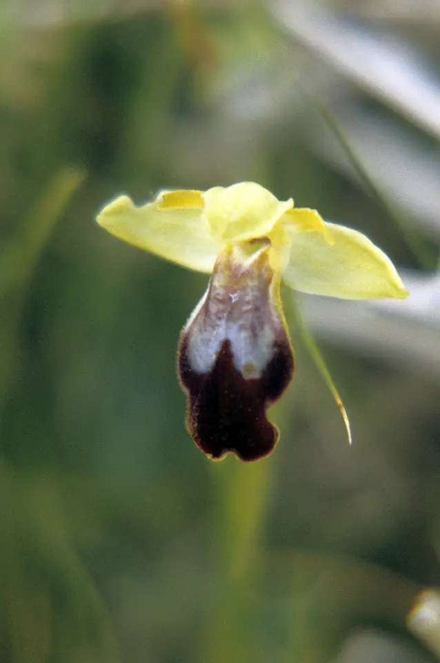 Orkidén Ophrys fusca fotograferad i provinsen Enna i mars 1983.