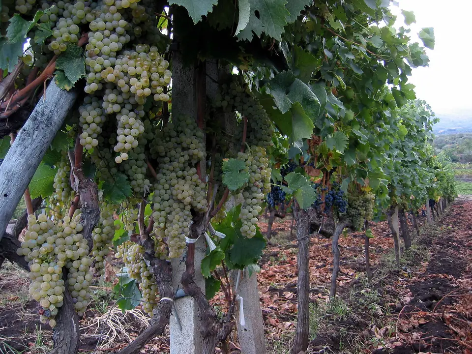 Druvklasar i en vinodling vid Passopisciaro på Etna.