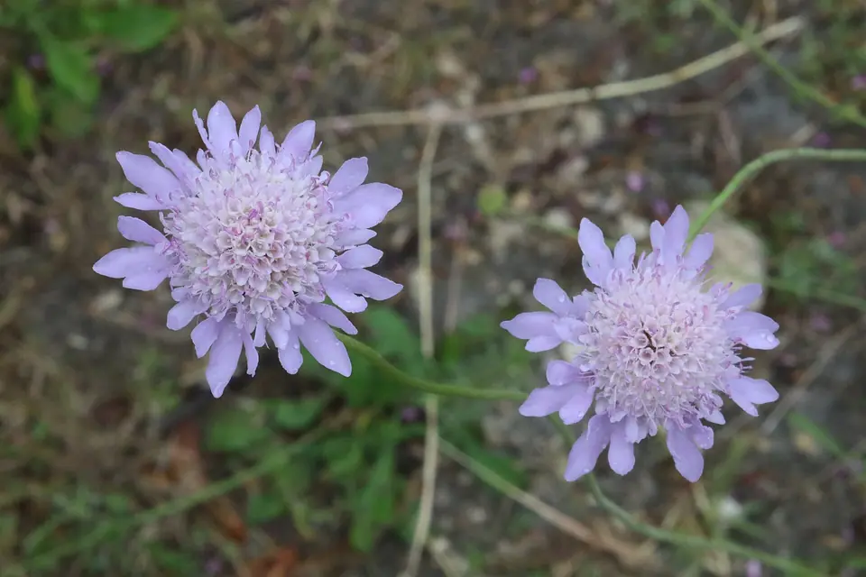 Lila blommor fotograferade vid Syrakusa.