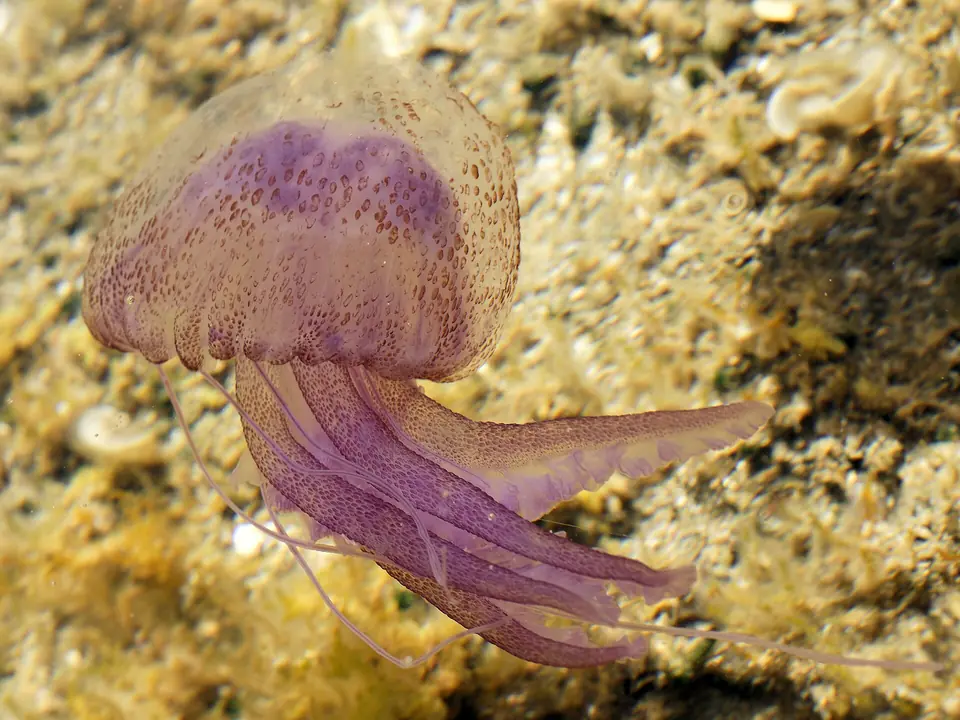 Maneten Pelagia noctiluca fotograferad vid Sardiniens sydkust – artillustration utanför Sicilien.