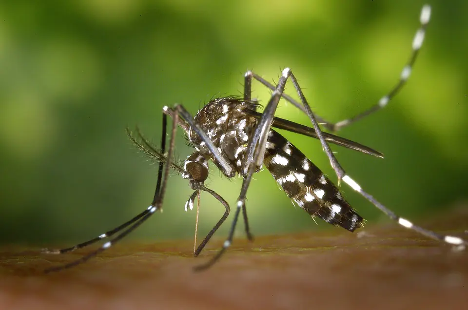 Närbild av en asiatisk tigermygga, Aedes albopictus, av CDC-fotografen James Gathany – artillustration, inte ett platsfoto från Sicilien.