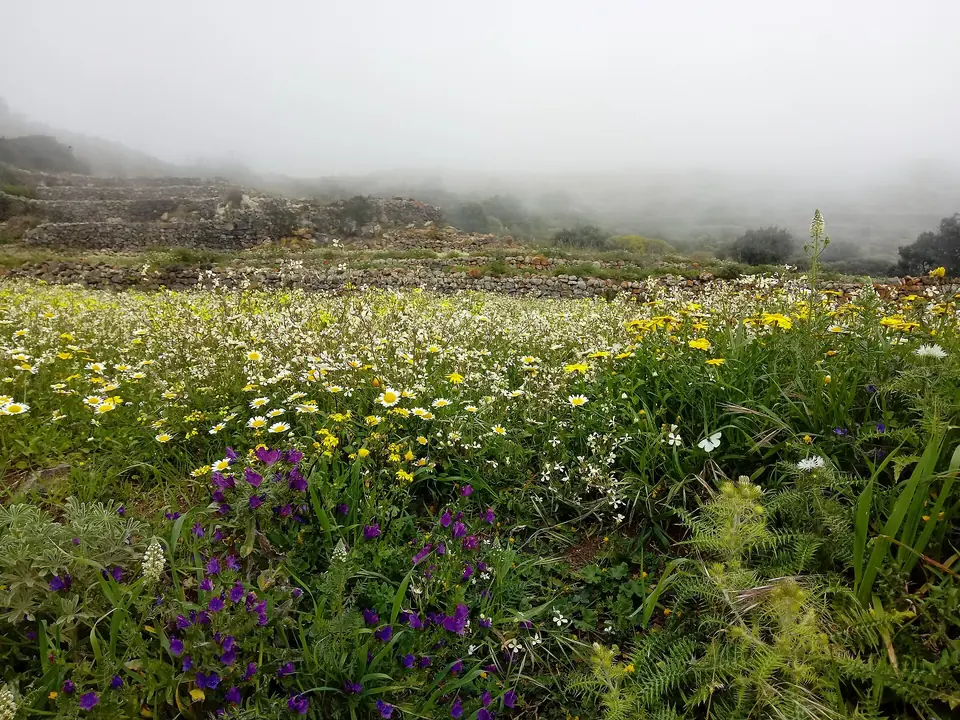 Gula och vita blommor på Montagna Grande på Pantelleria