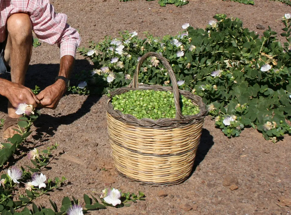 En korg med nyplockad kapris bland kaprisbuskar på Pantelleria