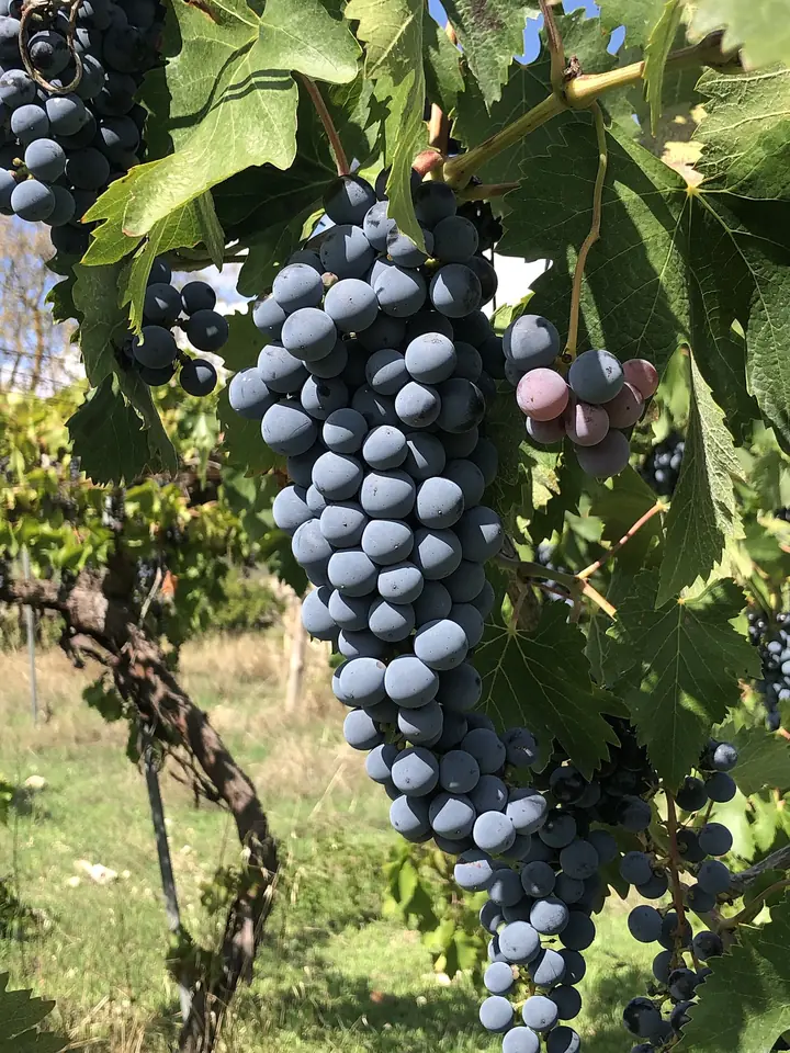 Mörka mogna Nero d’Avola-druvor på en vinstock vid Grotte på Sicilien